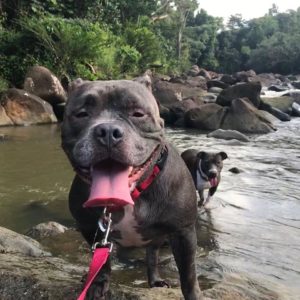 Bluebell is a rescued pitbull on the island of Vieques.