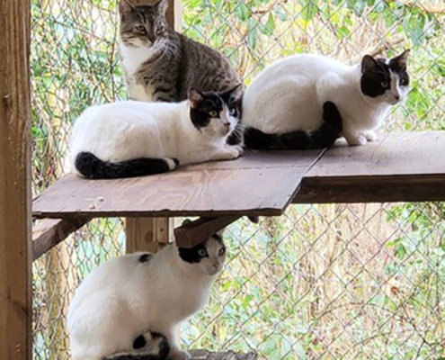 Moriarty (4, top) Watson (mid-right, 11) Basil (mid-left, 11) Simon (bottom, 11)