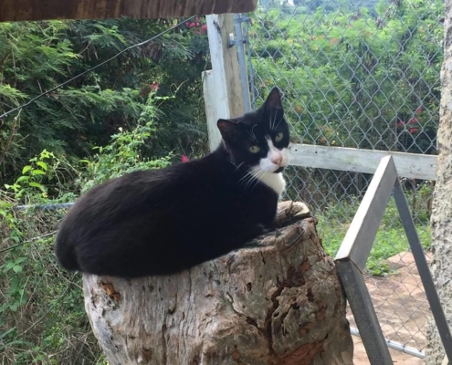 Cats are welcome at the Vieques Island Animal Sanctuary